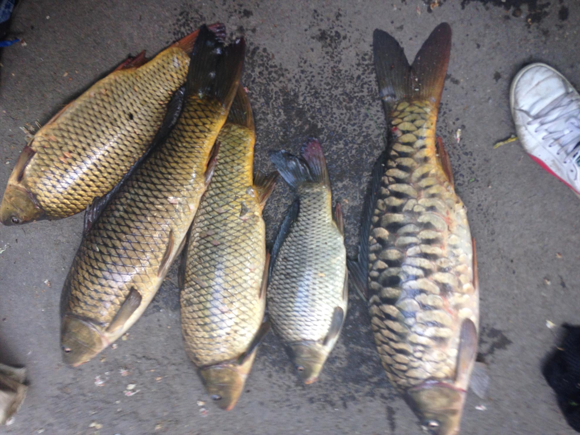 corbeanca - img0190.jpg